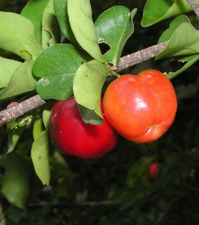 Where grows acerola