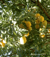 Orange tea ingredients