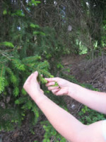 Pine tree bud syrup preparation