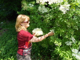 Elderflower cordial