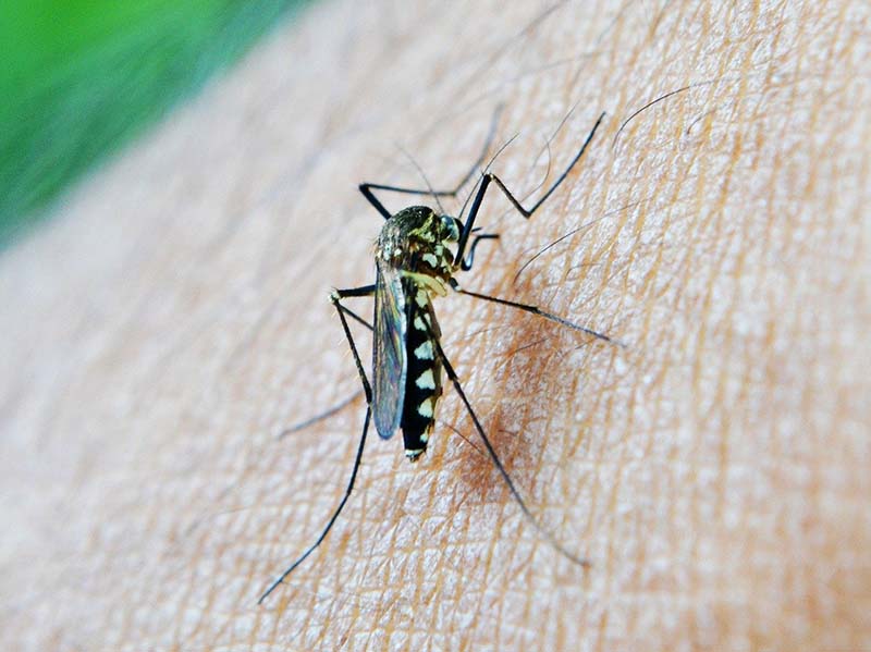 Brazil: more than 6,000 deaths from dengue in 2024 and 2025 proves to be worse